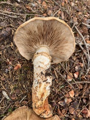 Tricholoma badicephalum