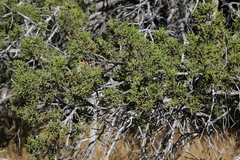 Juniperus monosperma