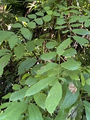 Meliosma rhoifolia