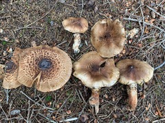 Tricholoma badicephalum