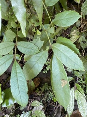 Meliosma rhoifolia