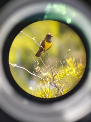 Pseudoleistes virescens