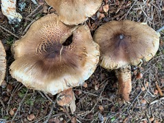 Tricholoma badicephalum