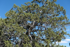 Juniperus monosperma