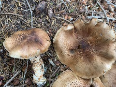 Tricholoma badicephalum