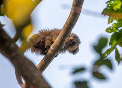 Plecturocebus moloch