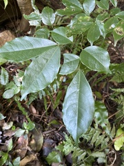 Archidendron lucidum