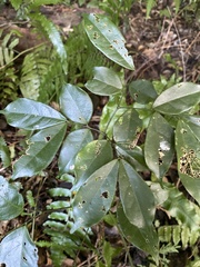 Archidendron lucidum