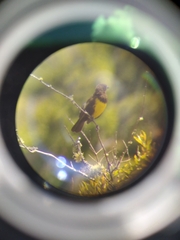 Pseudoleistes virescens