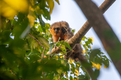 Plecturocebus moloch