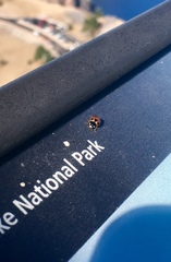 Hippodamia moesta bowditchi