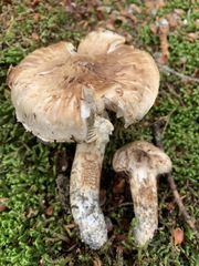 Tricholoma dulciolens