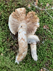 Tricholoma dulciolens
