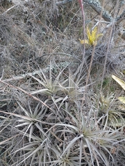 Tillandsia incarnata