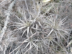 Tillandsia incarnata