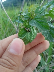 Oedionychina