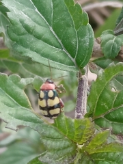 Oedionychina