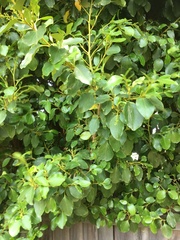 Griselinia