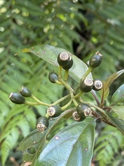Mussaenda parviflora
