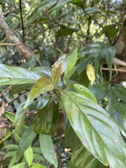 Mussaenda parviflora