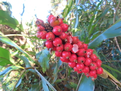 Alpinia shimadae