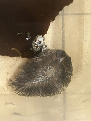 Aeolidia