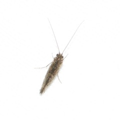 Hydrobiosidae