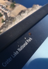 Hippodamia moesta bowditchi