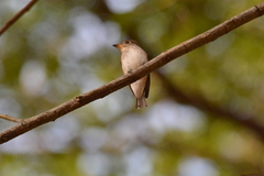 Muscicapa muttui