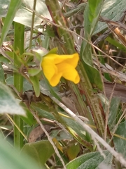 Arachis hypogaea