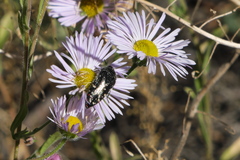 Acmaeodera rubronotata