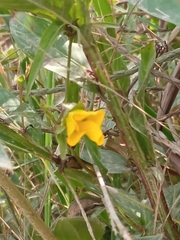 Arachis hypogaea