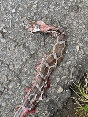 Pantherophis emoryi