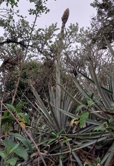 Puya