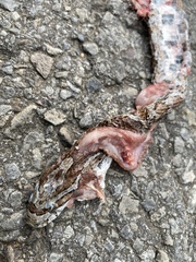Pantherophis emoryi