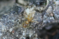 Brachymyrmex depilis