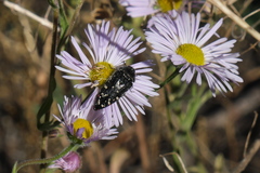 Acmaeodera rubronotata