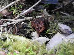 Gyromitra