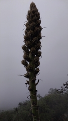 Puya