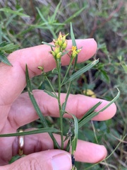 Euthamia gymnospermoides