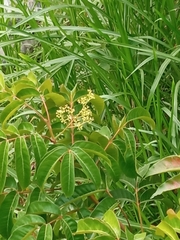 Jatropha gossypiifolia