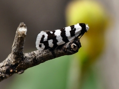 Lepidoscia cataphracta