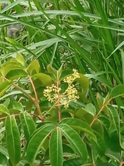 Jatropha gossypiifolia