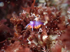 Flabellinopsis iodinea