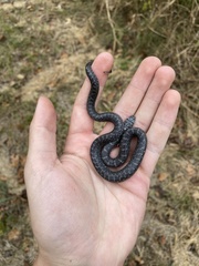 Lampropeltis holbrooki