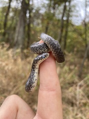 Lampropeltis holbrooki