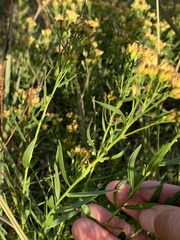 Euthamia leptocephala