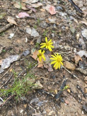 Senecio pinnatifolius
