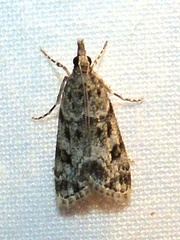 Eudonia heterosalis