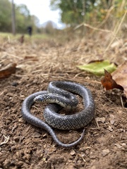 Lampropeltis holbrooki